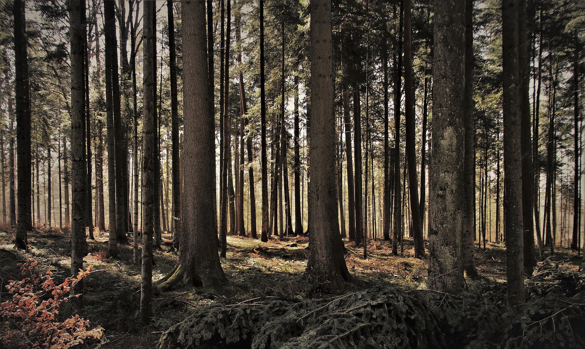 Zaproszenie do udziału w VI edycji konkursu Lasy Świata
